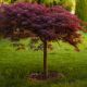 Acer palmatum Dissectum Inaba-Shidare