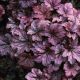 Heuchera 