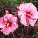 Hibiscus moscheutos Kopper King
