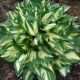 Hosta Revolution