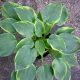 Hosta Tokudama Pizzarzz