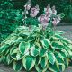 Hosta Wide Brim
