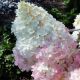 Hydrangea paniculata 'Limelight'