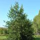 Ilex aquifolium 'Pyramidalis'