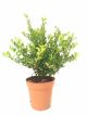 Ilex crenata  'Luxus'