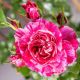 Ines Sastre ( Ines Sastre®)