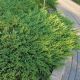 Juniperus hor. 'Andorra Compact'