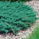 Juniperus Blue Chip