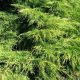 Juniperus med. Pfitzeriana Old Gold