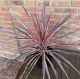 Cordyline australis  Southern splendour