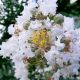 Lagerstroemia indica Hybrida Natchez