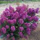 Lagerstroemia indica Purple Star