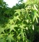 Liquidambar styraciflua – Američka ambra