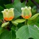 Liriodendron