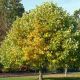 Liriodendron tulipifera