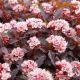 physocarpus little joker