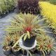 Cordyline australis  ’Magic Star’
