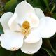 magnolia gallisoniensis