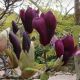 Magnolia Nigra tamnoljubičasti cvet