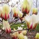 magnolia sunrise