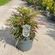Mahonia x media ‘Meteor’