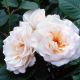 Margaret Meril (Margaret Merril®)