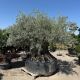 Olea europea Bonsai