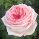 Meine rose 3