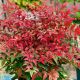 Nandina dom. 'Obsessed'