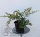 Sadnice Berberis thunbergii ‘Natasza’