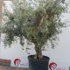 Olea europea • C230 L • Bonsai