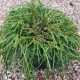 Patuljasti čempres Chamaecyparis pisifera Filifera Nana – Rasadnik Topalović