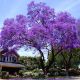 Paulownia elongata  • Goli koren