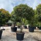 Photinia Carre Rouge