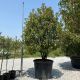 Photinia serrulata Red Robin špalir