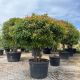 Photinia serrulata Red Robin