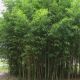 Phyllostachys aurea bambus