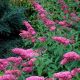 Buddleja Pink Delight – leptirov grm sa ružičastim cvetovima