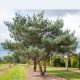 Pinus Sylvestris