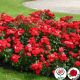 Planten un Blumen (Planten un Blomen ®)