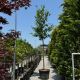 Prunus laurocerasus Novita
