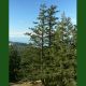 ABIES PROCERA GLAUCA