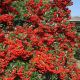 Pyracantha coccinea ‘Mohave’ – vatreni trn sa narandžasto-crvenim plodovima