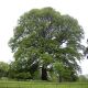 Quercus cerris – impozantno listopadno drvo cera u punom rastu