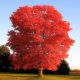 Quercus rubra – crveni hrast sa crvenim jesenjim lišćem