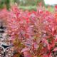 Berberis thunbergii Red Compact 