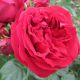 Red Eden Rose