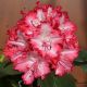 Rhododendron Lumie