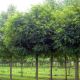 Robinia pseudoacacia ‘Umbraculifera’ – kuglasti bagrem u punoj formi
