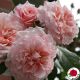 Rose de Tolbiac